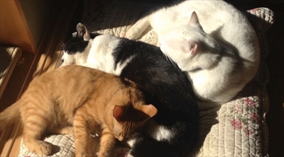 茶トラ猫ひろしのお庭デビュー