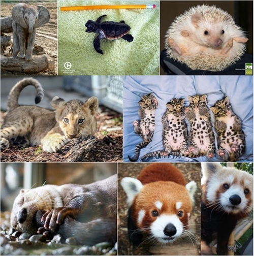 かわいい動物のハッシュタグ