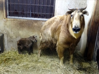 多摩動物公園ゴールデンターキン＆アムールトラ