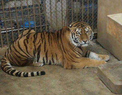 多摩動物公園ゴールデンターキン＆アムールトラ