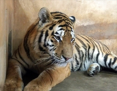 多摩動物公園ゴールデンターキン＆アムールトラ