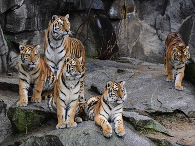 多摩動物公園ゴールデンターキン＆アムールトラ