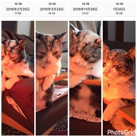 ストーブにあたる猫