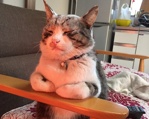 ストーブにあたる猫