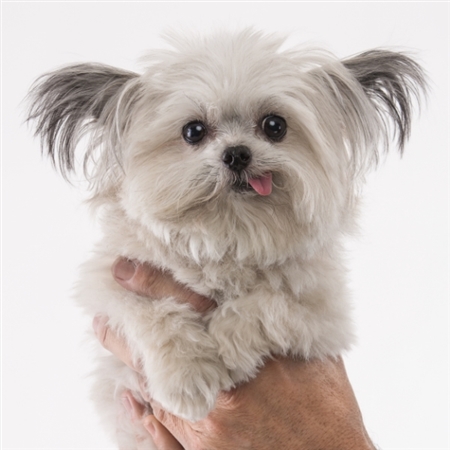 手のひらサイズのセラピー犬　てへぺろスマイルで癒される