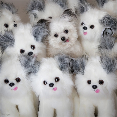 手のひらサイズのセラピー犬　てへぺろスマイルで癒される