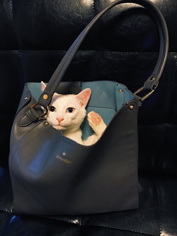 にこにこなにゃんこ