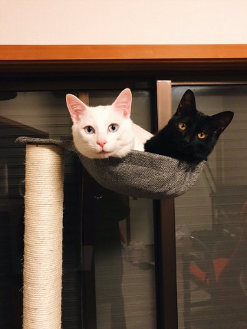 にこにこなにゃんこ