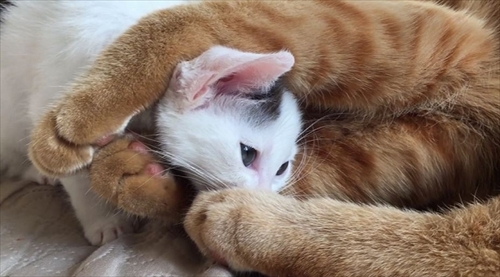 茶トラ猫ひろし兄になる