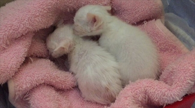 茶トラ猫ひろし兄になる