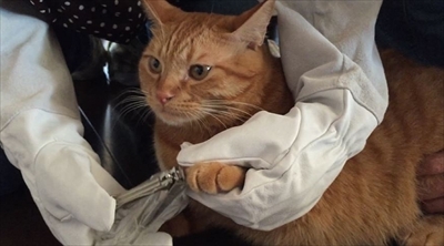 茶トラ猫ひろし兄になる