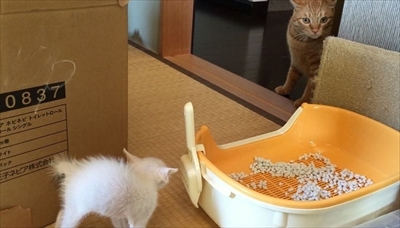 茶トラ猫ひろし兄になる