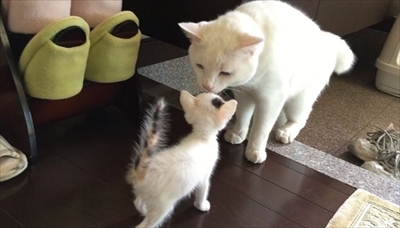 茶トラ猫ひろし兄になる