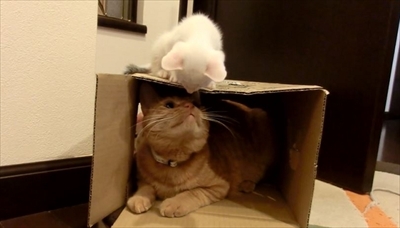 茶トラ猫ひろし兄になる