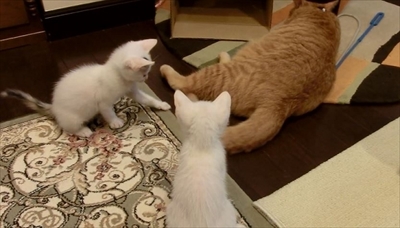 茶トラ猫ひろし兄になる