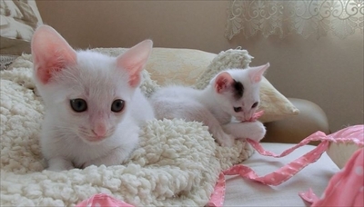 茶トラ猫ひろし兄になる