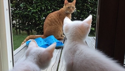 茶トラ猫ひろし兄になる