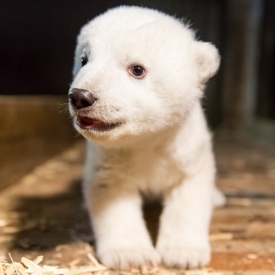 ホッキョクグマの赤ちゃん