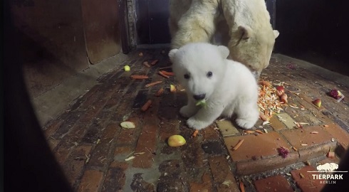 ホッキョクグマの赤ちゃん