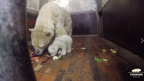 ホッキョクグマの赤ちゃん