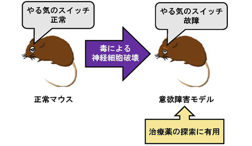 マウス