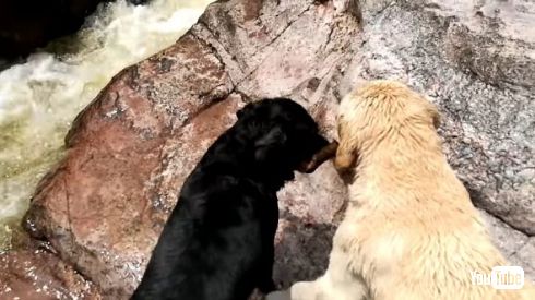 犬 救助 川 棒 溺れる 助ける
