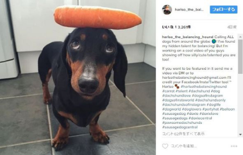 犬 頭 乗っける バランス にんじん あひる Instagram