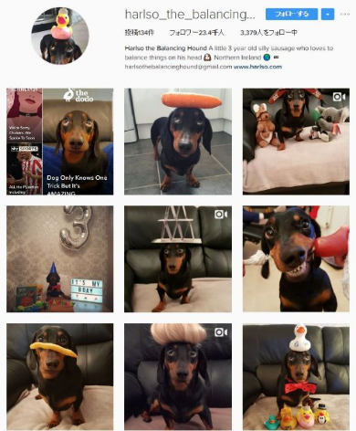 犬 頭 乗っける バランス にんじん あひる Instagram