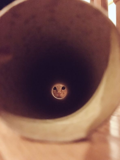 猫満月撮影方法