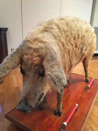 同人誌「ブタが好きすぎてハンガリーの国賓になりました」