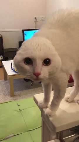耳が見えなくなった猫ちゃん