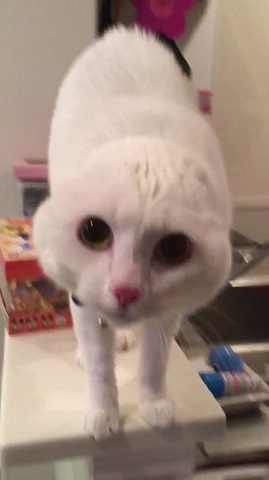 耳が見えなくなった猫ちゃん