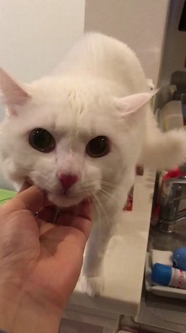 耳が見えなくなった猫ちゃん