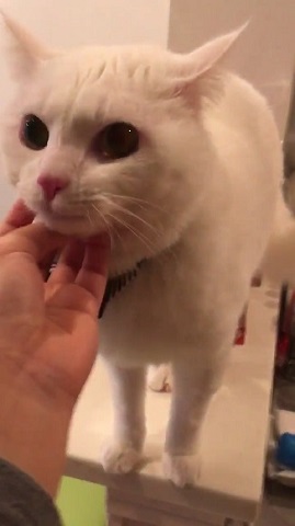 耳が見えなくなった猫ちゃん