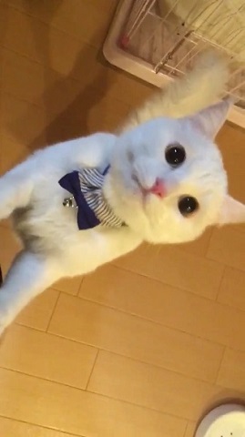 耳が見えなくなった猫ちゃん
