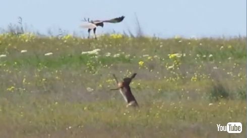 うさぎ ハヤブサ 戦い VS 動画