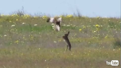 うさぎ ハヤブサ 戦い VS 動画