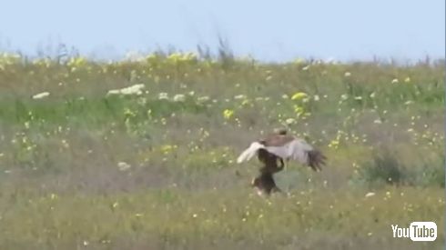 うさぎ ハヤブサ 戦い VS 動画