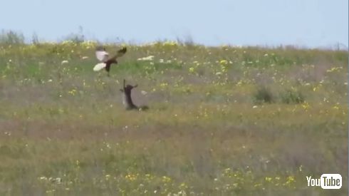 うさぎ ハヤブサ 戦い VS 動画