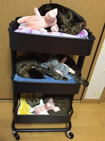 三段ベッドにゃんこ