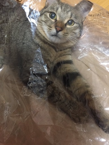 3段ベッドにゃんこ