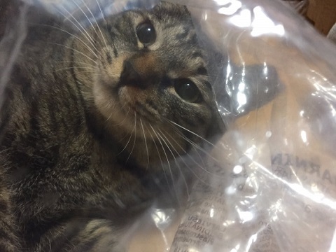 3段ベッドにゃんこ