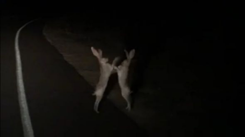 うさぎ 争いは、同じレベルの者同士でしか発生しない 戦い