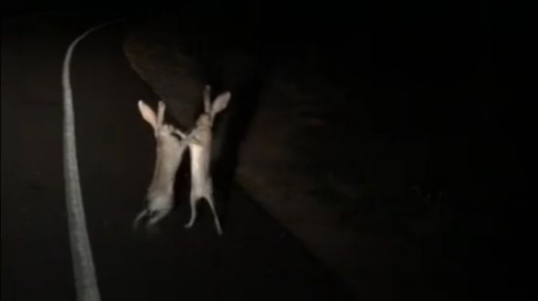 うさぎ 争いは、同じレベルの者同士でしか発生しない 戦い