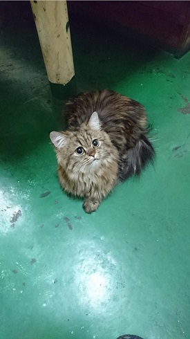 カンパチ玉之丞