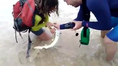 ブラジルでサメにかまれた観光客、約36万円の罰金を請求される　保護区でちょっかいを出しちゃだめという教訓