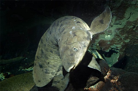 世界最高齢の魚