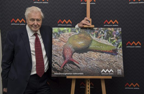 新属カタツムリ