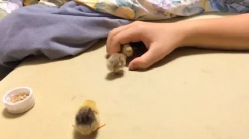 うずら ヒナ 可愛い ヒメウズラ 手の中