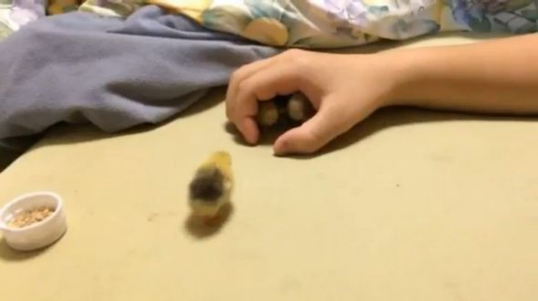 うずら ヒナ 可愛い ヒメウズラ 手の中